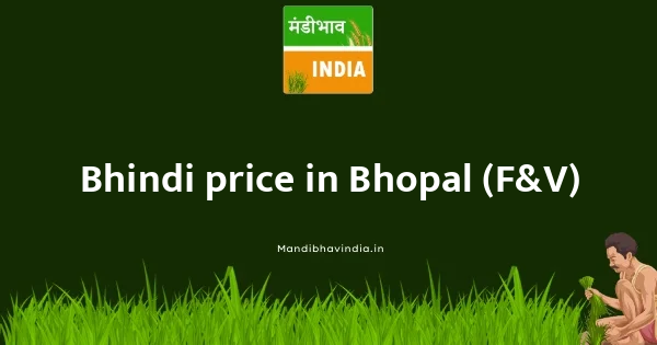 Bhindi price